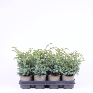 Juniperus chinensis Blue Alps