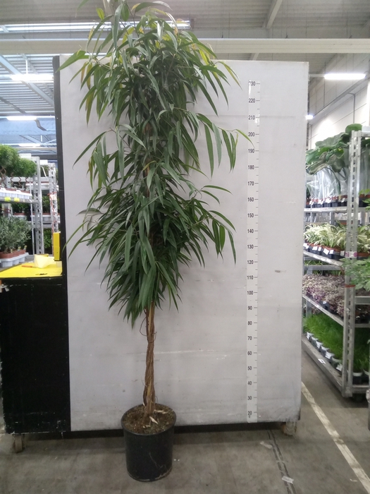 <h4>Ficus binn. 'Alii'</h4>