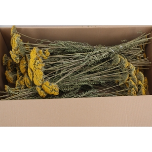 DF Achillea Parker Bs 80g