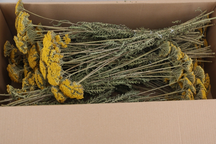 <h4>DF Achillea Parker Bs 80g</h4>