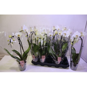 arr8 Phal Ov Wit Mix Vormen