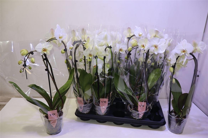 <h4>arr8 Phal Ov Wit Mix Vormen</h4>