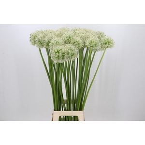 Allium Mount Everest