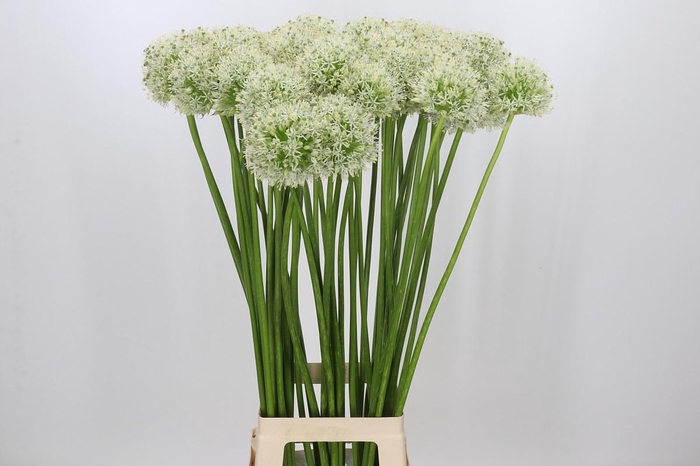 <h4>Allium Mount Everest</h4>