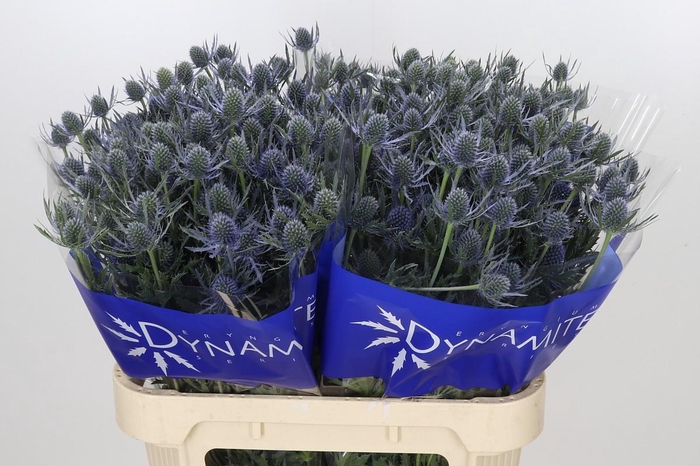 <h4>Eryngium Blue Dynamite</h4>
