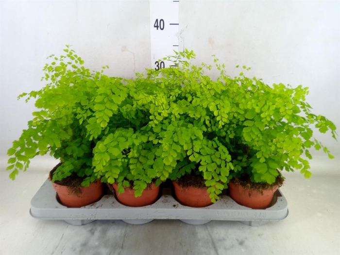 <h4>Adiantum raddi. 'Fragrans'</h4>