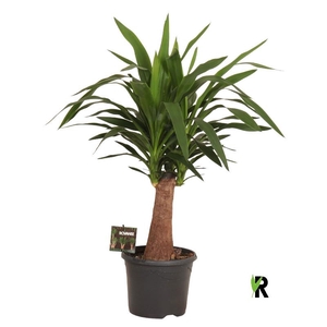 Yucca Elephantipes stam