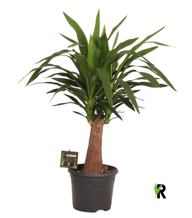 <h4>Yucca Elephantipes stam</h4>