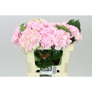 Hyd Lolly Pop Pink Pale