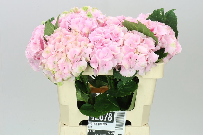 <h4>Hyd Lolly Pop Pink Pale</h4>