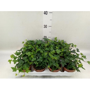 Hedera helix 'Shamrock'