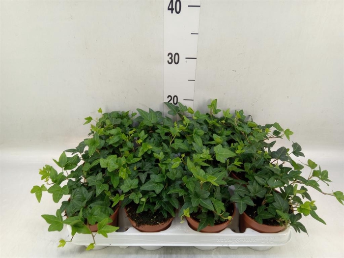 <h4>Hedera helix 'Shamrock'</h4>
