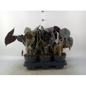 Alocasia cuprea 'Red Secret'