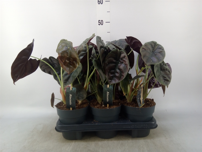 <h4>Alocasia cuprea 'Red Secret'</h4>
