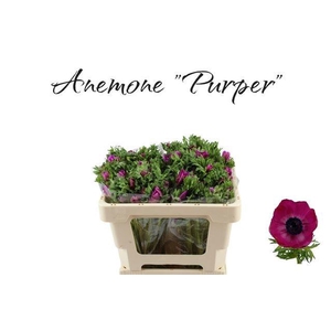 ANEM CO GALIL PURPER