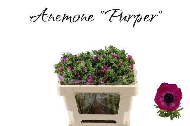 <h4>ANEM CO GALIL PURPER</h4>