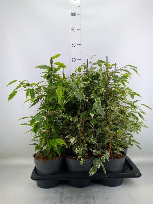 <h4>Ficus benja. ...mix</h4>