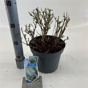 Buddleja d. Butt. Candy® Little White ('BotEx 003'PBR)