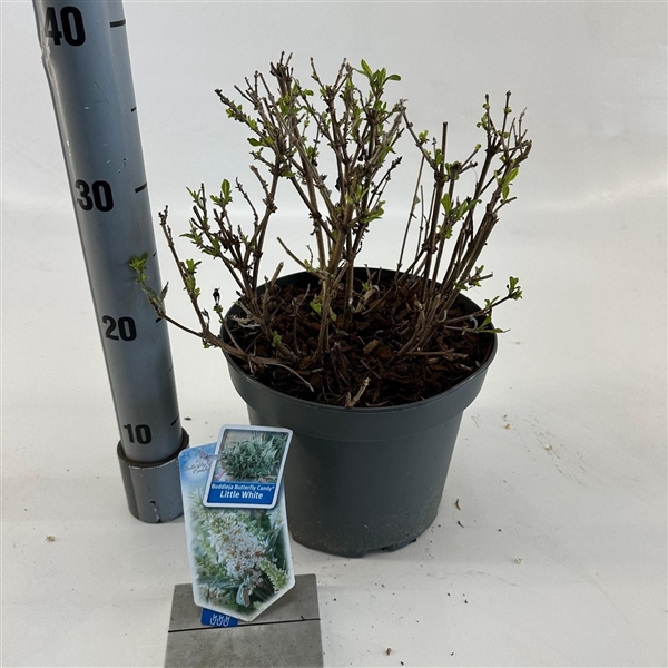 <h4>Buddleja d. Butt. Candy® Little White ('BotEx 003'PBR)</h4>