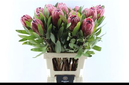 <h4>Protea Red Ice</h4>