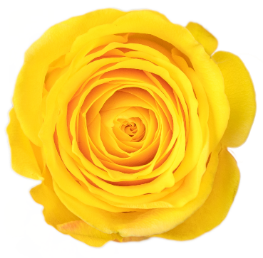 <h4>R Gr Brighton Yellow 60cm EC</h4>