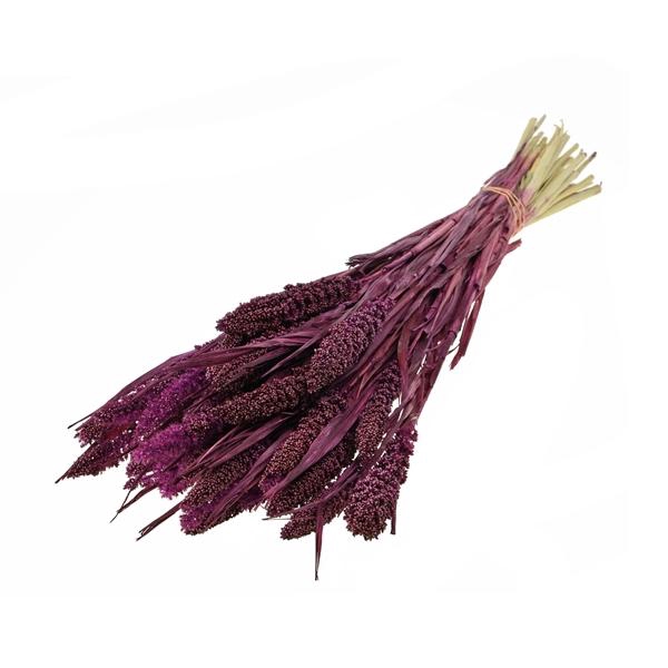 <h4>Setarea Italica Prune</h4>