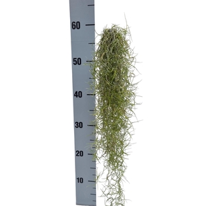 TILL USNEOIDES