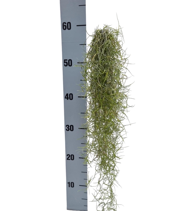 <h4>TILL USNEOIDES</h4>