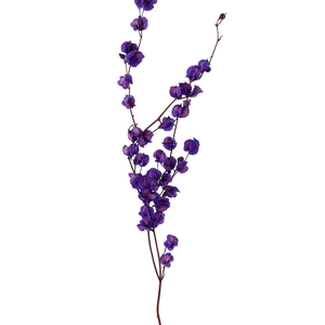 Dried Artz Bougainvillea Vermeer Bunch