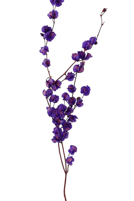 Dried Artz Bougainvillea Vermeer Bunch