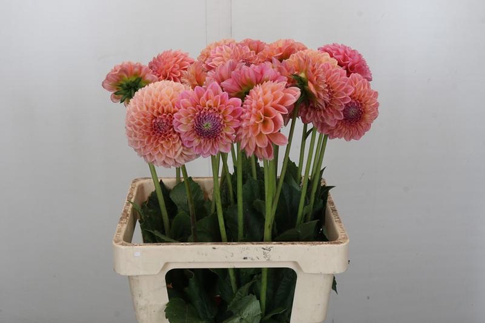 <h4>Dahlia Linda's Baby</h4>