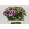 Dianthus Br Rainbow Mix