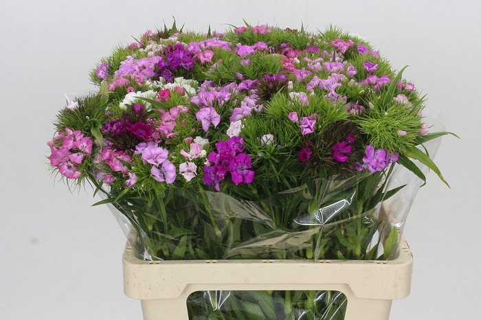 Dianthus Br Rainbow Mix