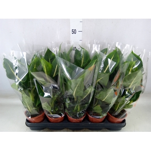 Dieffenbachia  'Green Magic'