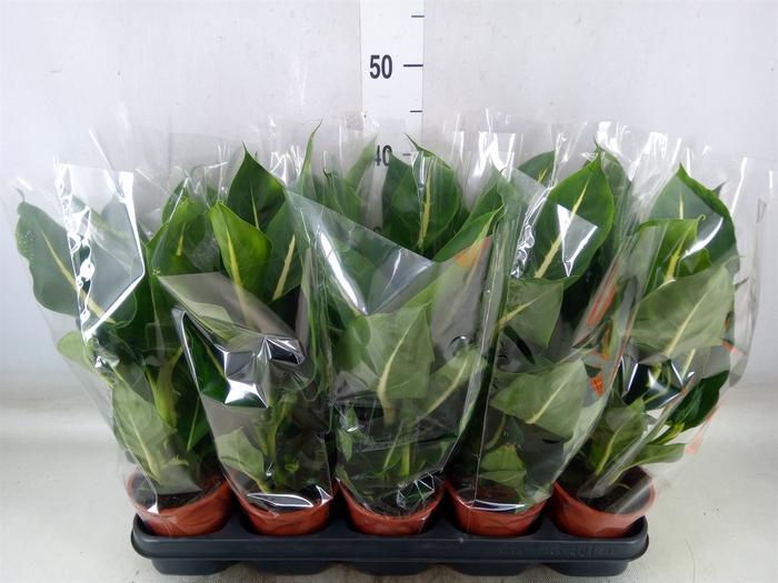 <h4>Dieffenbachia  'Green Magic'</h4>