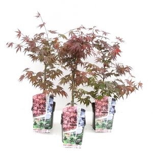 Acer palmatum 'Atropurpureum' P19
