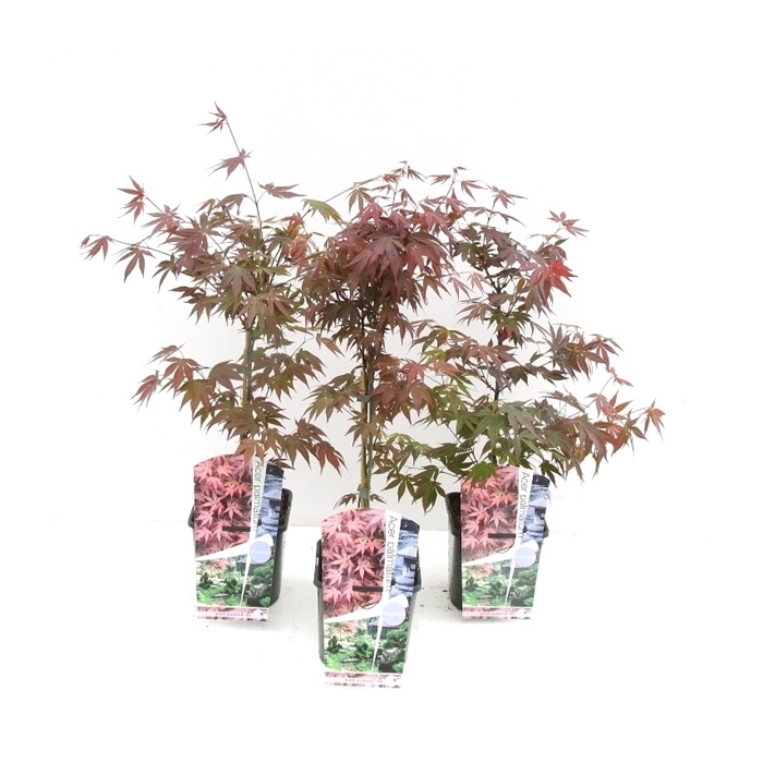 <h4>Acer palmatum 'Atropurpureum' P19</h4>