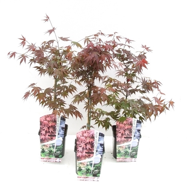 Acer palmatum 'Atropurpureum' P19
