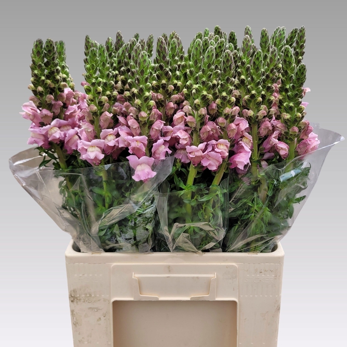 <h4>ANTIR TOUL LAVENDER</h4>