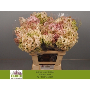 SYR HY MAIDENS BLUSH