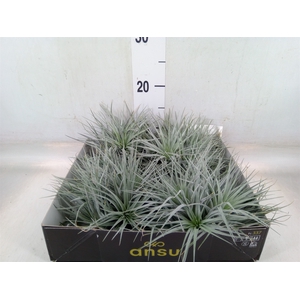 Tillandsia