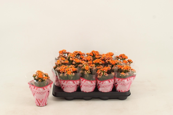 <h4>Kalanchoe Double Orange</h4>