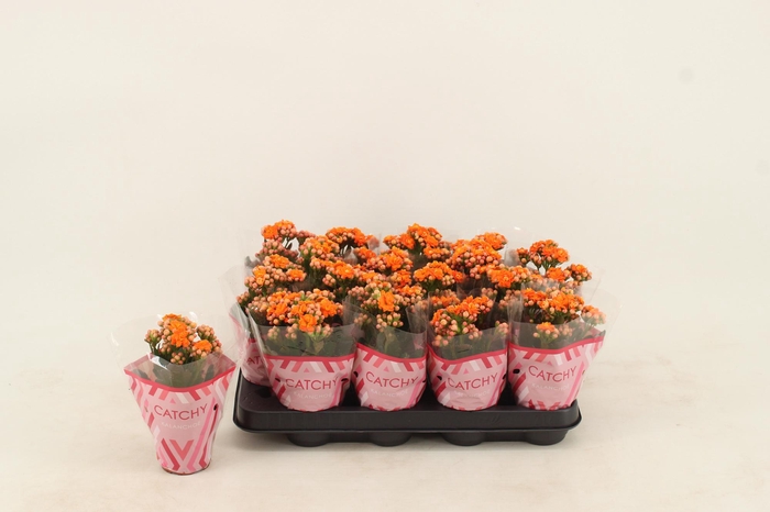 <h4>Kalanchoe Double Orange</h4>