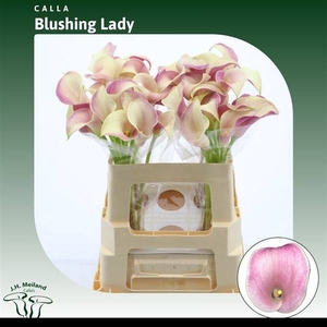ZANT BLUSHING LADY