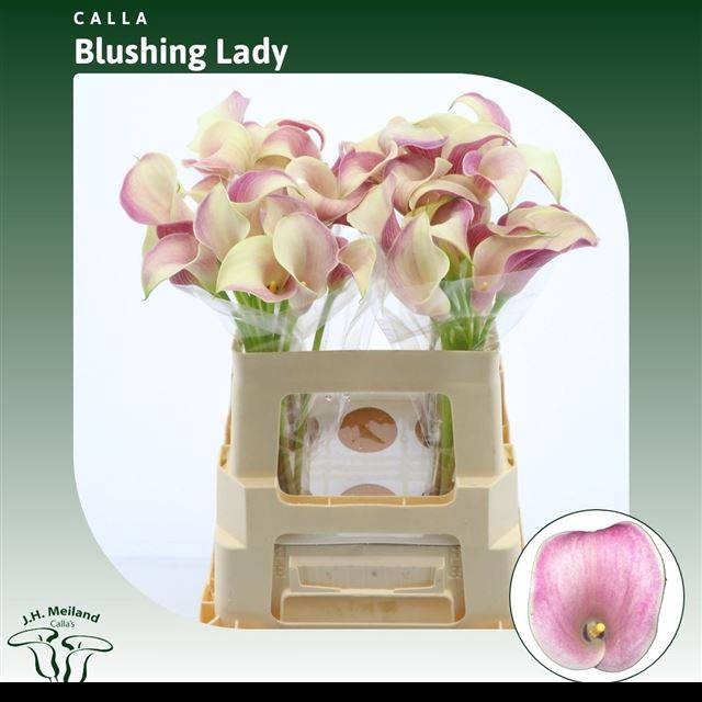 <h4>ZANT BLUSHING LADY</h4>