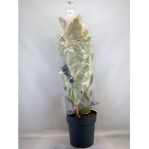 Ficus elastica 'Tineke'