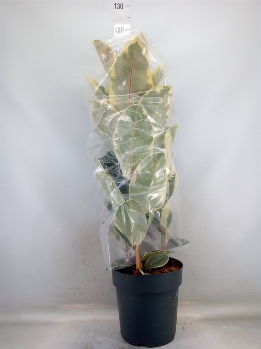 <h4>Ficus elastica 'Tineke'</h4>