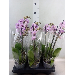 Phalaenopsis multi.   ...lilac