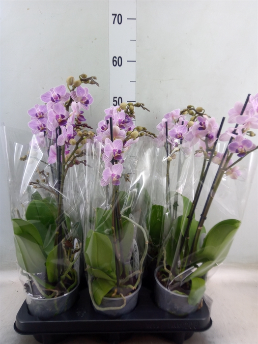 <h4>Phalaenopsis multi.   ...lilac</h4>