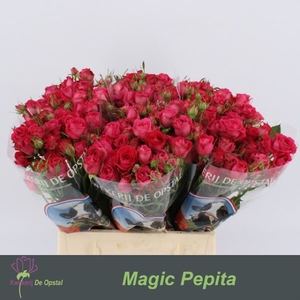 R Tr Magic Pepita Opstal